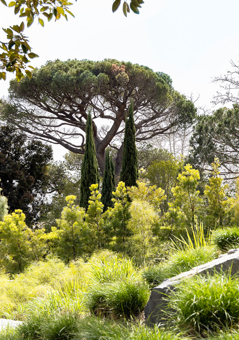 View of lush plantings leading to a tree at Palisades Vista